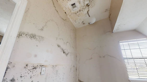 Best Dehumidification Services  in North Mankato, MN