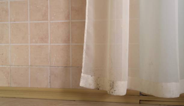Best Commercial Mold Inspection  in North Mankato, MN