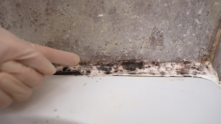  North Mankato, MN Mold Removal Pros