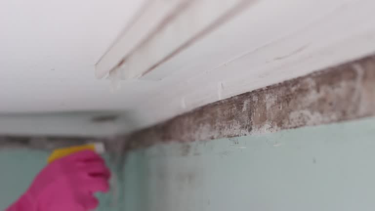 Best Mold Prevention Services  in North Mankato, MN